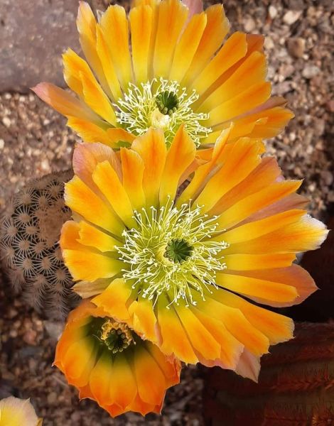 Echinocereus ctenoides – kupfer